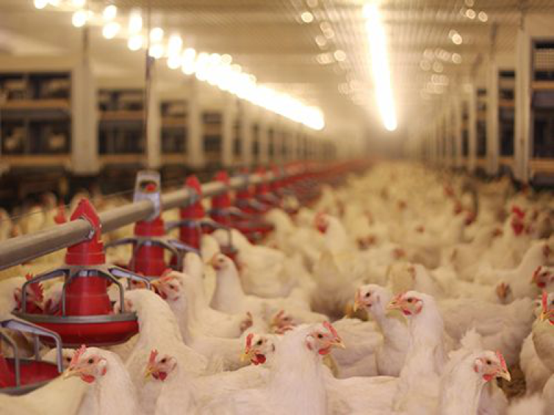 Tavuk Ve Mantar Çiftlikleri